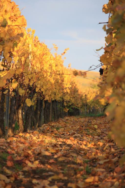 Gites Des Dix Vins Dangolsheim Buitenkant foto